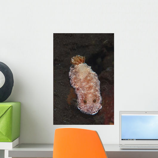 White-spotted Red Nudibranch Sea Wall Decal