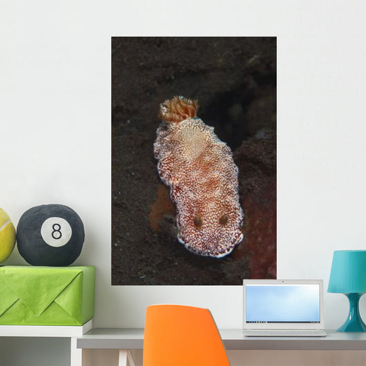 White-spotted Red Nudibranch Sea Wall Decal