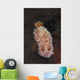 White-spotted Red Nudibranch Sea Wall Decal