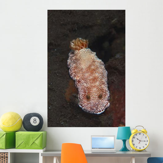White-spotted Red Nudibranch Sea Wall Decal