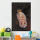 White-spotted Red Nudibranch Sea Wall Decal