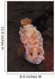 White-spotted Red Nudibranch Sea Wall Decal