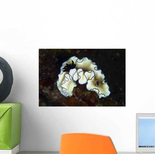 Glossodoris Atromarginata Nudibranch Bali Wall Decal Design 1