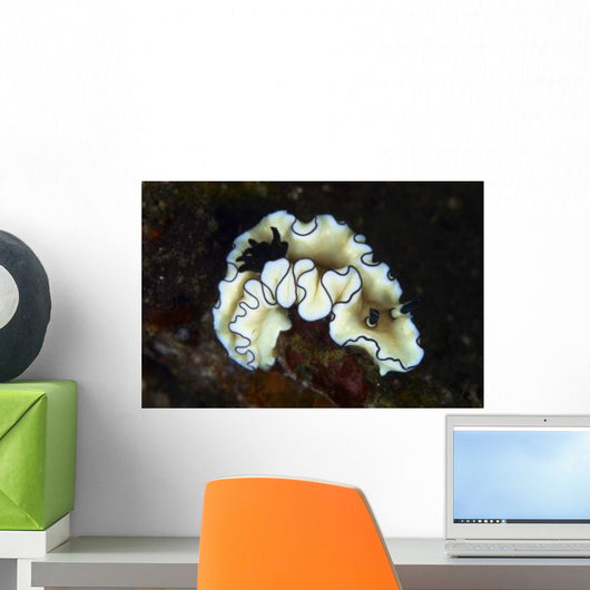 Glossodoris Atromarginata Nudibranch Bali Wall Decal Design 1