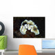 Glossodoris Atromarginata Nudibranch Bali Wall Decal Design 1