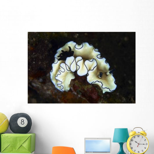 Glossodoris Atromarginata Nudibranch Bali Wall Decal Design 1