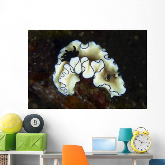 Glossodoris Atromarginata Nudibranch Bali Wall Decal Design 1