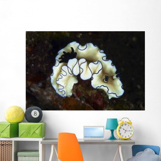 Glossodoris Atromarginata Nudibranch Bali Wall Decal Design 1