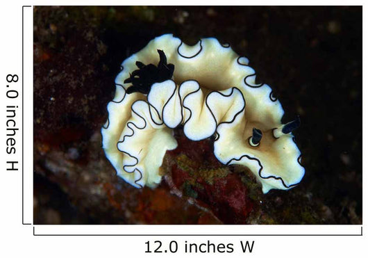 Glossodoris Atromarginata Nudibranch Bali Wall Decal Design 1