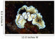 Glossodoris Atromarginata Nudibranch Bali Wall Decal Design 1