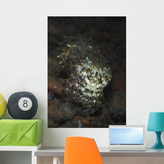 Camouflaged Baby Reef Cuttlefish Wall Decal