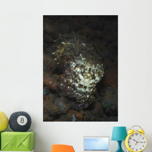 Camouflaged Baby Reef Cuttlefish Wall Decal