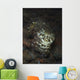 Camouflaged Baby Reef Cuttlefish Wall Decal