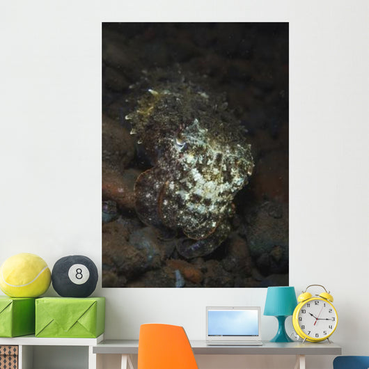 Camouflaged Baby Reef Cuttlefish Wall Decal