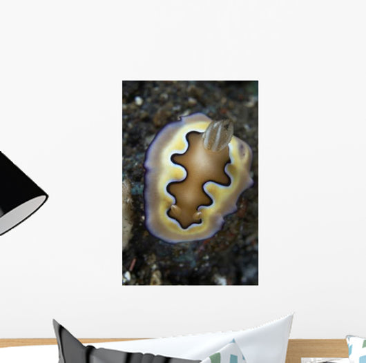 Chromodoris Coi Nudibranch Sea Wall Decal