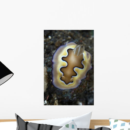 Chromodoris Coi Nudibranch Sea Wall Decal