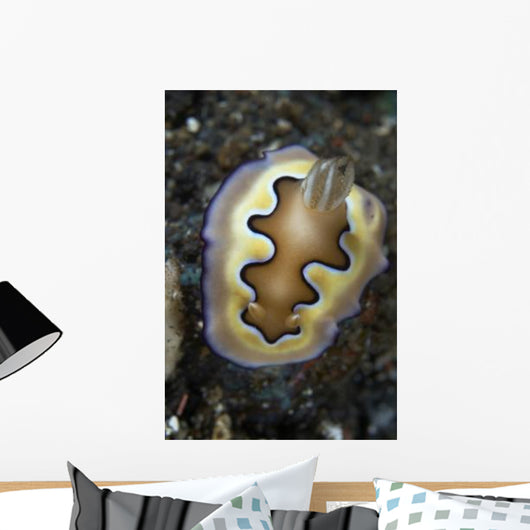 Chromodoris Coi Nudibranch Sea Wall Decal
