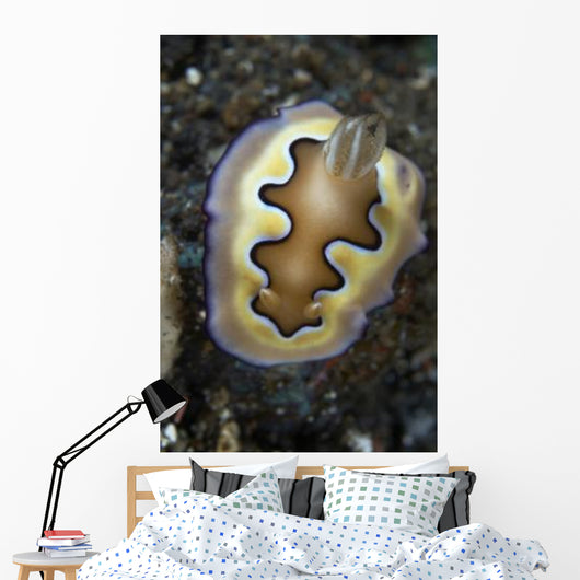Chromodoris Coi Nudibranch Sea Wall Decal