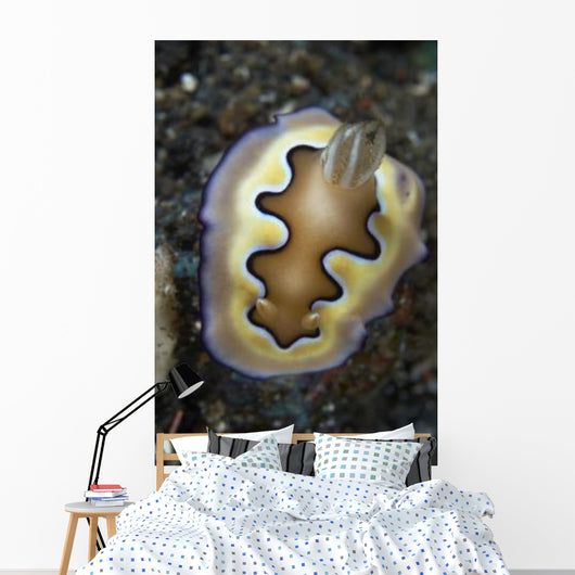 Chromodoris Coi Nudibranch Sea Wall Decal