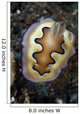 Chromodoris Coi Nudibranch Sea Wall Decal