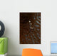 Transparent White Shrimp Red Wall Decal