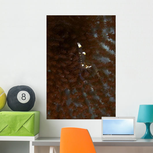 Transparent White Shrimp Red Wall Decal