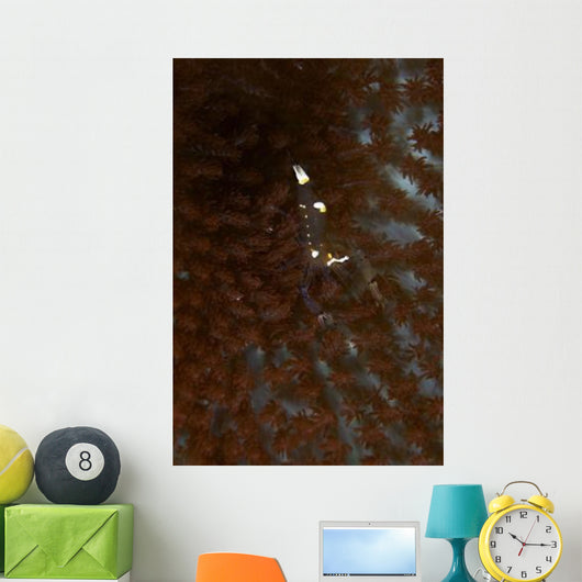 Transparent White Shrimp Red Wall Decal