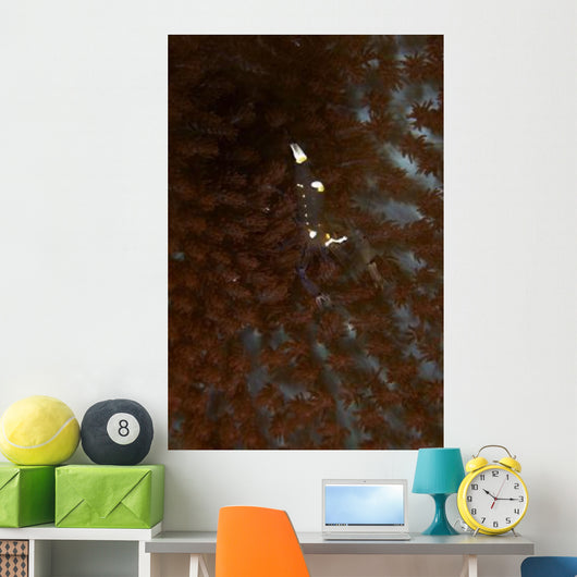 Transparent White Shrimp Red Wall Decal