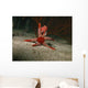 Red Starfish Sandy Bottom Wall Decal