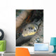 Map Pufferfish Arothron Mappa Wall Decal
