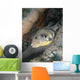 Map Pufferfish Arothron Mappa Wall Decal