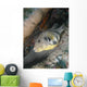 Map Pufferfish Arothron Mappa Wall Decal