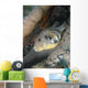 Map Pufferfish Arothron Mappa Wall Decal