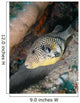 Map Pufferfish Arothron Mappa Wall Decal