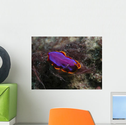 Pink and Orange Flatworm Wall Decal