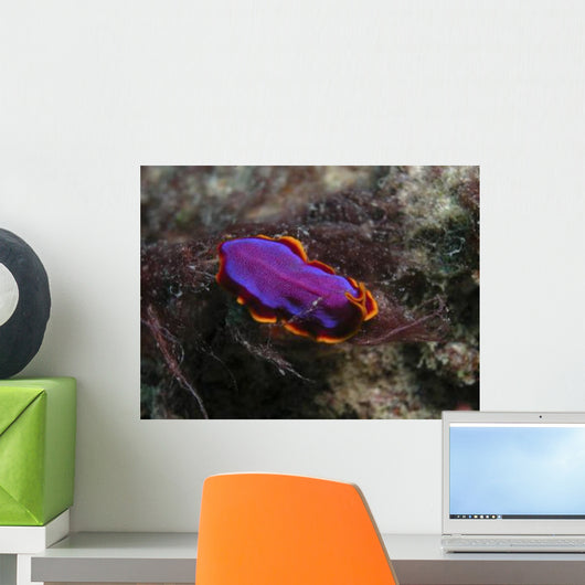 Pink and Orange Flatworm Wall Decal