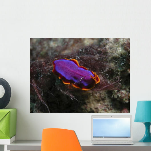 Pink and Orange Flatworm Wall Decal