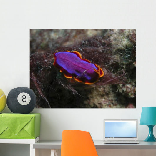 Pink and Orange Flatworm Wall Decal