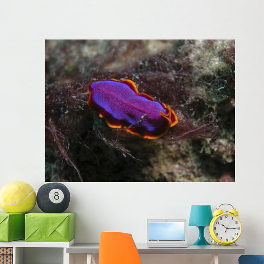 Pink and Orange Flatworm Wall Decal
