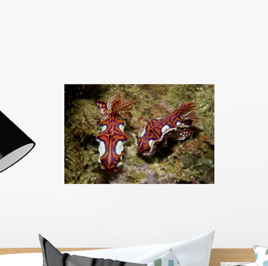 Pair Miamira Magnifica Nudibranch Wall Decal