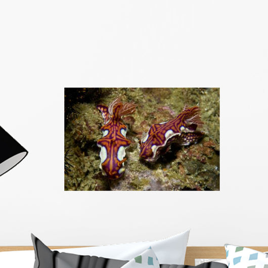 Pair Miamira Magnifica Nudibranch Wall Decal