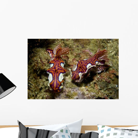 Pair Miamira Magnifica Nudibranch Wall Decal