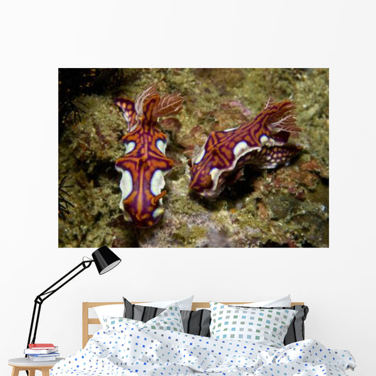 Pair Miamira Magnifica Nudibranch Wall Decal
