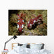 Pair Miamira Magnifica Nudibranch Wall Decal