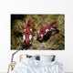 Pair Miamira Magnifica Nudibranch Wall Decal