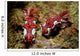 Pair Miamira Magnifica Nudibranch Wall Decal