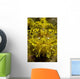 Head-on Portrait Yellow Scorpionfish Wall Decal