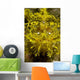 Head-on Portrait Yellow Scorpionfish Wall Decal