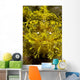 Head-on Portrait Yellow Scorpionfish Wall Decal