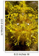 Head-on Portrait Yellow Scorpionfish Wall Decal